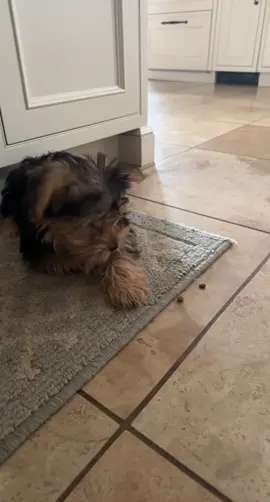 baby beaux 🥺🥹 • • • #morkie #dogsoftiktok #dog #morkies #yorkies #terriersoftiktok #morkiesoftiktok #morkshireterrier #morkiepuppy #puppytiktok #puppylove #DogTraining #doglife 
