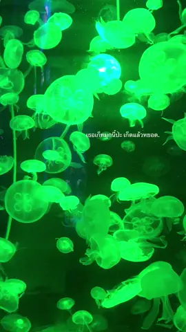 เก็ทป่ะ#ฟีดดดシ #เธรดลงสตอรี่ #เธรด #เธรกบอกแฟน #เธรดความรัก #เธรดกวนๆ #เธรดผวนคำ 