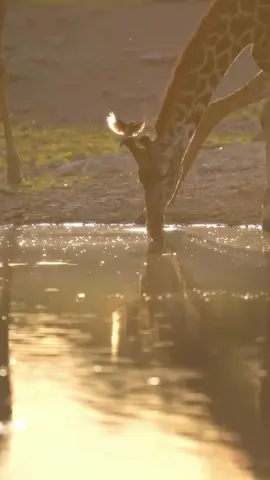 Wildlife Compilation | Wildlife Kompilation #wildlife #nature  The most beautiful collection of the wonderful world of the animal kingdom.  Short videos of the beautiful and loveable animal world, for the animal loving community, with selected music as background for a great experience. All shorts are meant to be peaceful and children friendly content.  The channel is about funny animals, cute animals, Pets, funny cats, funny dogs, cute cats, cute dogs, funny video, wild animals and all about animals. Here you find cute animal moments, funny dog clips, precious cats shorts, viral pet videos, trending animal clips and in general the best clips and shorts of animals and pets of the internet.  Die schönste Sammlung der wunderbaren Welt des Tierreichs.  Kurze Videos aus der schönen und liebenswerten Tierwelt, für die tierliebende Gemeinschaft, mit ausgewählter Musik als Hintergrund für ein tolles Erlebnis. Alle Kurzfilme sind als friedliche und kinderfreundliche Inhalte gedacht.  Auf dem Kanal geht es um lustige Tiere, niedliche Tiere, Haustiere, lustige Katzen, lustige Hunde, süße Katzen, niedliche Hunde, lustige Videos, wilde Tiere und alles über Tiere. Hier findest du niedliche Tiermomente, lustige Hundeclips, wertvolle Katzenvideos, virale Haustiervideos, trendige Tierclips und generell die besten Clips und Kurzfilme von Tieren und Haustieren im Internet.   Vet Zentrum Zürich Letzigrund  #vet  #tierarzt  #tierarztpraxis  #pet  #cute  #zurich  #vetzentrum  #animals  #animallovers  #tierliebhaber  #animalcommunity  #viral  #viralvideos  #swiss  #foryou  #trending  #nature  #tiere  #fyp  #wildlife  #forkids  #beautiful  #beauty  #art  #life  #funnyanimals  #animalsworld  #video  #funny  #cuteanimals  #best  #animal #travel  #World  #animalvideos  #animalslove  #happy  #babyanimals  #naturelovers  #family  #kidsvideo  #Love #coolest  #amazing  #cutepets  #follow  #popular  #friends  #smile  #explorepage  #Bestvideo  #madeforkids  #madeforfamily  #fun  #music  #explore  #reelstrending  #animaloftiktok #reels 