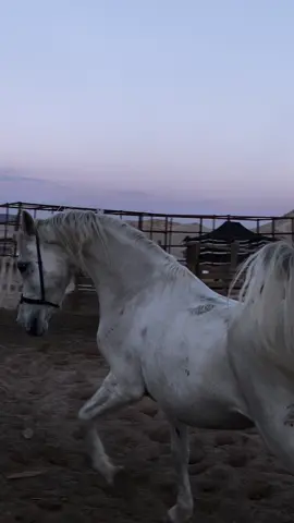 ماشاءالله تبارك الله ، افلح من ذكر الله  #حصان_عربي_أصيل  #خيل_عربي_اصيل  #اكسبلور 