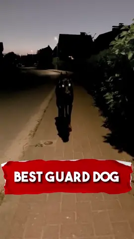 Best Guard Dog 😳 🐕 #animals #dog #dogsoftiktok #fyp #richyvidz  #doberman 