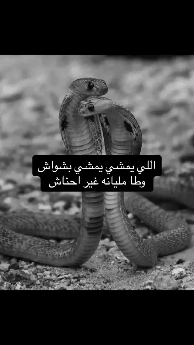 #امساعد_ليبيا #اكسبلوررر #احواس_شتاوي_👏💔 #صوب_خليل_خلق_للجمله🎶❤🔥💔💔 #الشعب_الصيني_ماله_حل😂😂🏃🏻 #الشعر_الشعبي #شتاوي_وغناوي_علم_ع_الفاهق❤🔥 #الجماهيريه_العظمى💚✊🏼💚 #دير_لنكاض #ليبيا_طرابلس_مصر_تونس_المغرب_الخليج #تونس_المغرب_الجزائر #الجنوب_العربي #الكويت_مصر_السعودية_سوريا_الامارت #طبرق_بنغازي_درنه_طرابلس #معمر_القذافي_ضمير_العالم #شتاوي_وغناوي_علم_ع_الفاهق❤ 