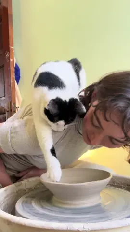 momo designs an elegant shallow bowl #cat #pottery 