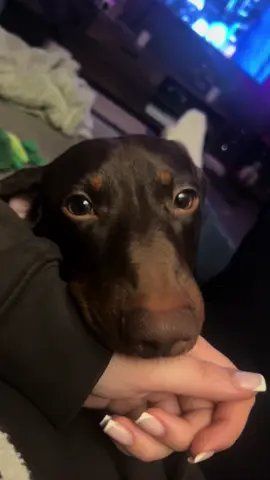 I will forever look after you Frank💓 #foryou #foryourpage #fyp #daschund #trending #viral #daschundsoftiktok 