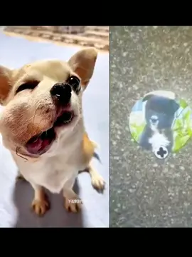 #duet with @Dog fans #cutedog 