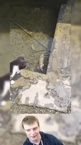 #catsoftiktok #cat #kitty #kitten #cats 