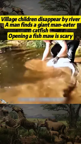 Village children disappear by river A man finds a giant man-eater catfish Opening a fish maw is scary # catfish # piranha # giant osteoglossus # giant catfish # crocodile #animal #animals #animalworld #animaltiktok #foryoupage #fpy 