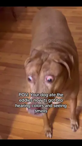#fyp #viral #funnyvideos #dogsoftiktok 