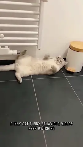 Part 73丨Funnycat #fyp #foryou #funnydogs #funnycats #funnyvideos #foryoupage #fypシ #fypage #funnytiktok #dogsoftiktok 