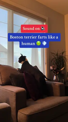 You cant make this 💩 up  #fyp #bostonterrier #bostontiktok #dogsoftiktok #dogfart #fart 