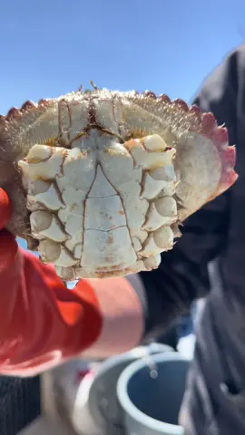 Male Rock Crab with no limbs, Crab Claw regeneration at its finest. The Friendliest Catch boat Santa Cruz, California. #fyp #crab #seafood #natgeo #crabbing #friendliestcatch 🎥 @DavidB 