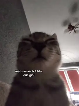 #xh #cat 