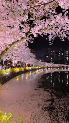 벚꽃의 밤