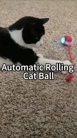 Electric Cat Ball 🏀 So Fun 🤩🤩🤩#rec #recommendations #wickedball #electricball #cat #toys #pet #tiktokmademebuyit 