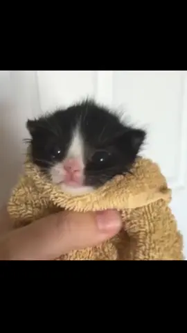 Honk  #cat #catsoftiktok #kedi #kedivideoları #fyp #fypシ #fypシ゚viral #meme #viral #keşfet