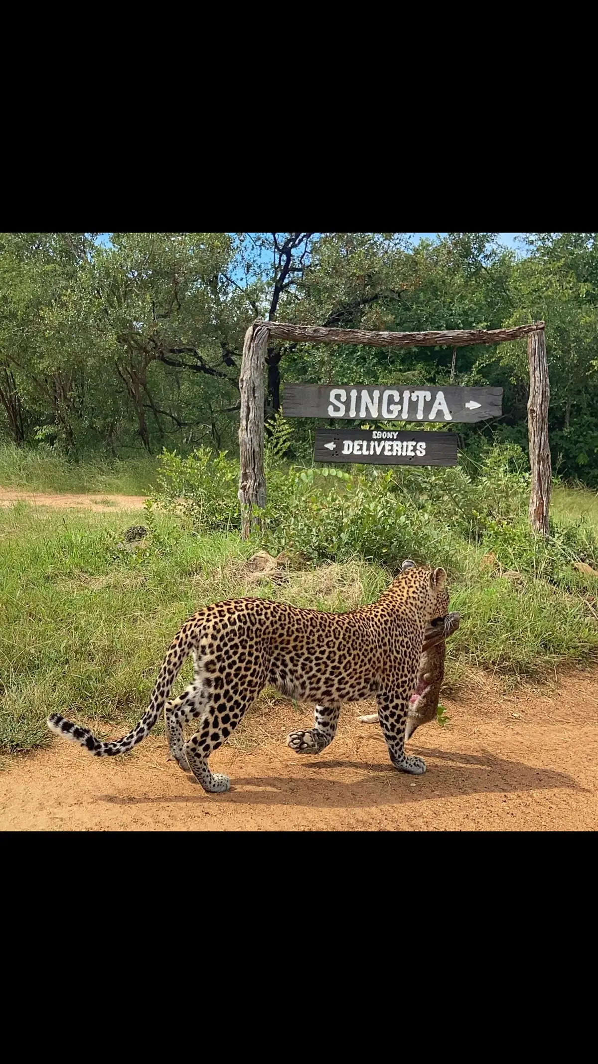 A Leopard carrying its kill 🥰