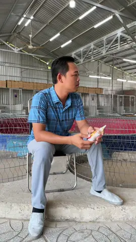 Trương trình chi ân đến ngày mùng 10 là hết .Ae tranh thủ nha #traigaduyentilaycup #traigaduyenti #c1 #c2 #c3 #c4 #channuoi #ga 