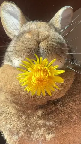 Happy Sunday, y’all 💛 #yummyinmytummy ##dandelions #chonkosaurus #continentalgiant #indoorbunny #rabbitsoftiktok #PetsOfTikTok #cutepets #fypシ゚ 