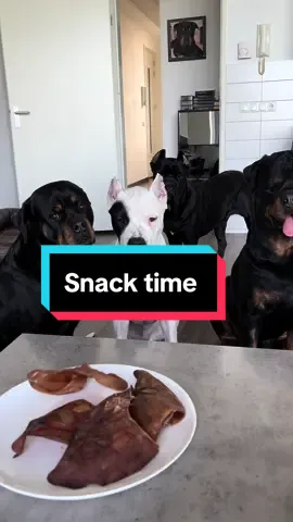 Snack time 🍗🍖 #dogs #dogslife #rottweiler #canecorso #dogoargentino #snack #gooddogs #FoodTok 
