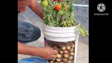 #التكاثر بالدرنات طريقة زراعة البطاطس  التكاثر الخضري ال#طبيعي #education #Science 