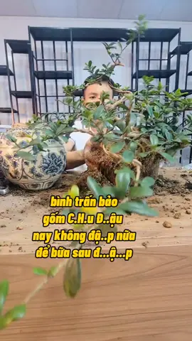 Cách Trồng Cây Chăm Sóc Cây Ra Hoa Làm Quả #trongcay #chamcay #kichhoa #kichre #nutrik #annam #namxelan90 #kythuatcaytrong 