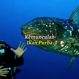 ikan purba yang kembali muncul #coelacanth #serunyabelajarbareng #fyp 