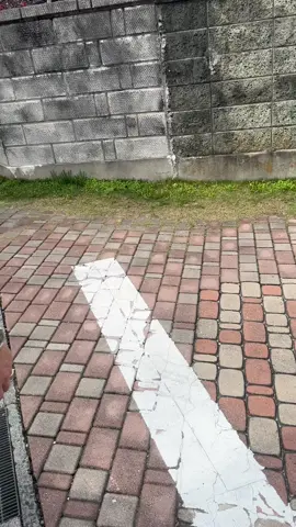 🥰🥰#sakura #nhatban🇯🇵 