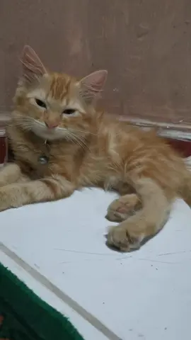 Gala mo Ishan lagi natakas 😄#cat #catsoftiktok #liebe #fluffycat #catlover #fyp #fypp #xbzyca #turkishangora #persiancat #naughty 