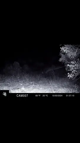 A massive beast has been spotted roaming through the Congolese forest at nighttime. Could this really be the legendary and mythical Mokele Mbembe? 🦕 #criptidos #congo #congobd #exploration #aliens #closeencounters #wildlife #animalencounters #dinosaursighting #dinosaur #dinosaurs #cryptozoology #horror #analoghorror #vhs #sighting #prehistoricplanet #mystery #ufo #foundfootage #trailcam #creature #sauropod #cryptids #vfx #cryptid #houdinifx #vfxbreakdown #mokelembembe #cryptidsighting