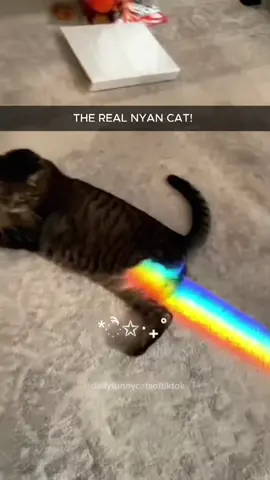 The last one... 😂 Funny cats videos #cat #funnyvideos #funnycat #fyp 