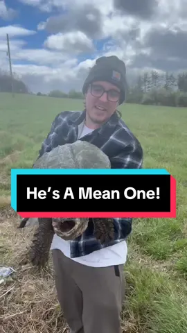 Replying to @thriftybizness #snappingturtles #turtles