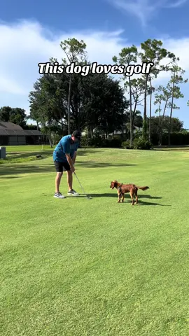 Can I bring my dog? #dogsoftiktoks #golftiktok #dogmomlife #goldendoodle #fypage #golfdog 