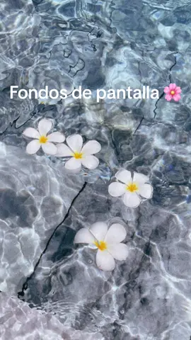 #parati #flowers #fondodepantalla #tiktok #Love 🌸