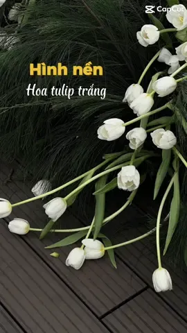 Hình nền hoa tulip trắng🌷#ninhduongstory #lovemetender #10yearsanniversary 