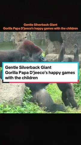Taipei Zoo. Gorilla dad D'jeeco playing happily with kids. D'jeeco has two cute little boys, Jabali and Ringo, who are mischievous and adorable.#gorilla #gorillas #fpy #foryou #silverback #babygorilla #silverbackgorilla #animals #zoo #happygorillafamily 