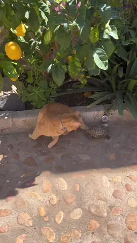 The turtle was hungry 😂🐢 Funny cat video #funnyvideos #funnycats #funny #cat #turtle #tortoise #turtle #pets #gato #tortuga #mascotas 