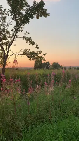 #закат #лето #природа #sunset #Summer #nature #naturevibes #aesthetic #fyp 