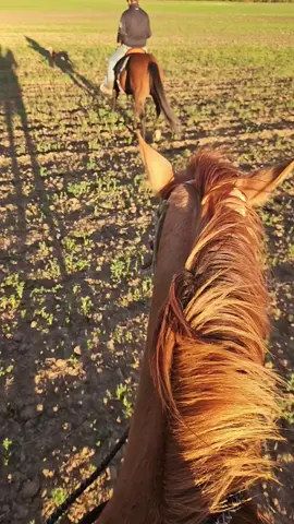 God's country #viraltiktok #fyp #viralvideo #viral #quarterhorse #horsesoftiktok #riding  #godscountry 