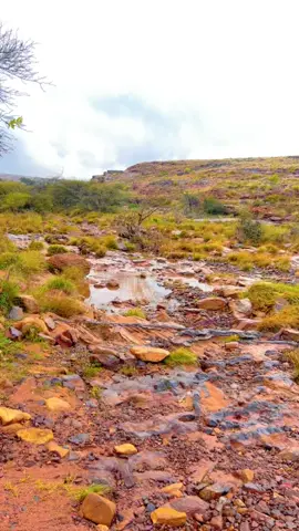 #هيضو صدري بالامطار والقلب شلعوه#شعر #قصيد #مطر #مناظر_طبيعيه #