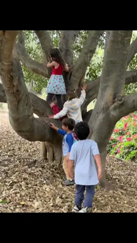 Children gleefully play in trees, using their bodies to learn and grow. These young adventurers navigate branches, developing skills and a deep bond with nature through their playful exploration. #naturepreschool #learnthroughplay #gooutside #play #kidsbeingkids #treelovers #busybeesadventures #greenscreenvideo 