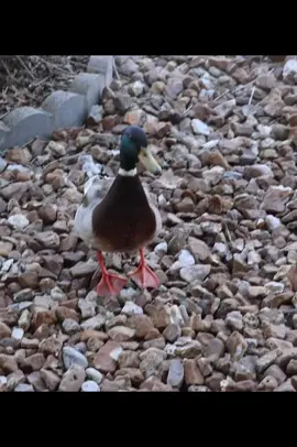 I think i made a new friend today