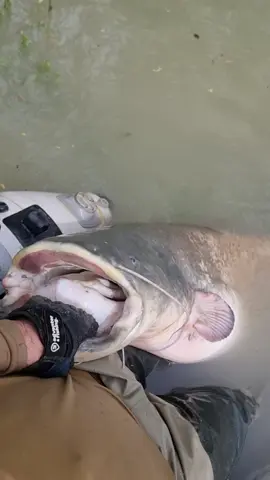 La mejor captura del sábado 🙂🔥 @Adventerfishing  #fishing #pesca #wedkarstwo #catfish #siluro #sum #monsterfish #predatorfish #rivergishing #spinfishing #sports #deporte 