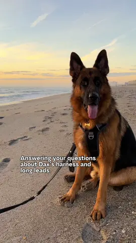 Hope this answers the many questions we’ve received about Dax’s harness and long leads. We don’t do affiliate links but you can find these items on Amazon. #germanshepherd #dog 