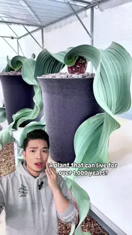 A plant that last over 1,000 years?! #welwitschiamirabilis from @WachiStudio in Thailand 😍 #PlantTok 
