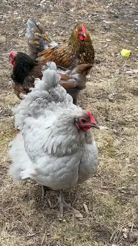 Molting in a minnesota would be miserable.  #fyp #chicken 