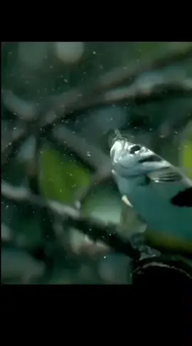 Blayyyyt #fyp #kesfet#meme  #tiktok #memes #fypシ゚viral 