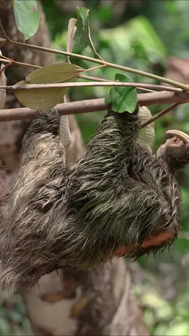 A three toed sloth in Costa Rica. One of my favorite sights in the rainforest. #costarica #rainforest #sloth #animal #nature 