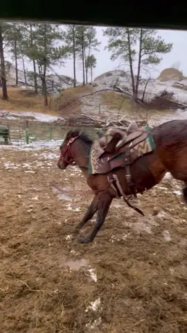 Colt starting, need i say more? #coltstarting #horsemanship #bucking #fit #buckinghorses #colt #rodeo #spring2024 #horse #horses #horseriding #riding #horsesoftiktok #equestrian #fyp #fypシ #fypシ゚viral #foryou #foryoupageofficiall #foryoupage