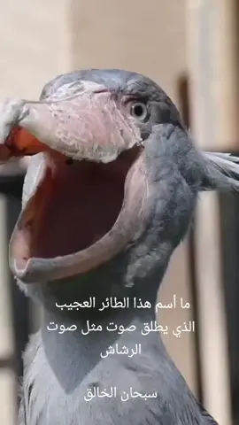 سبحان الله العظيم 