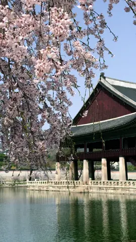 Beautiful cherry blossom in Gyeongbokgung Palace! Its just stunning to see the Gyeonghoeru Pavillion surpunded by delicate cherry blossom.  #cherryblossom #seoul #southkorea 